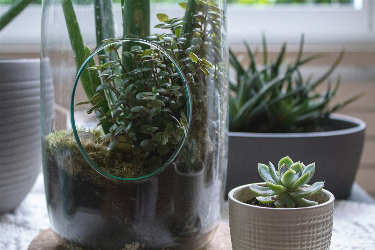 DIY A Simple Plant Terrarium Decor