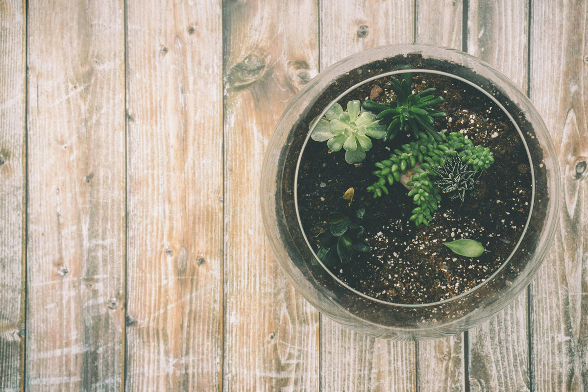 Make Unique Terrarium of Your Own