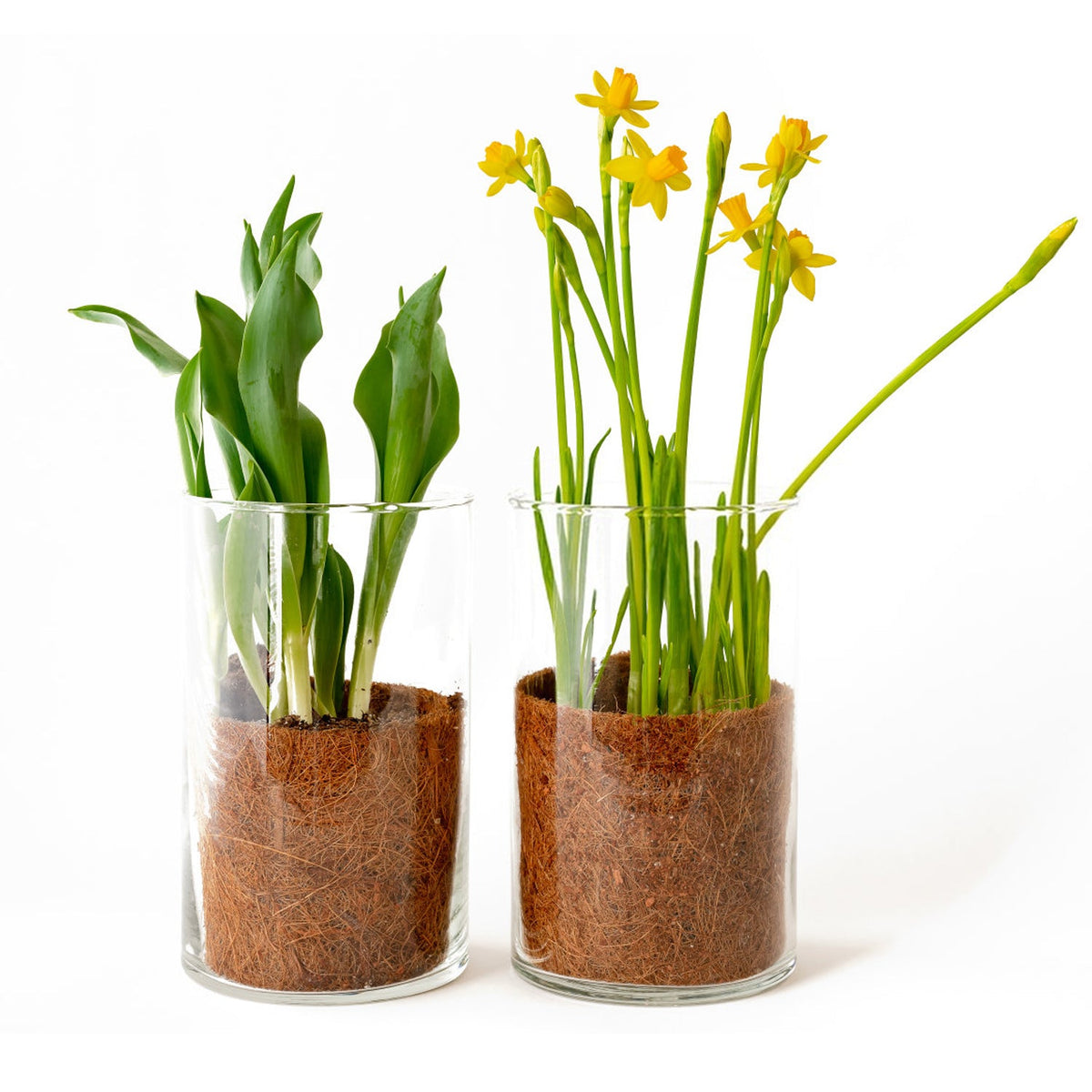 Glass Vase – Syntic