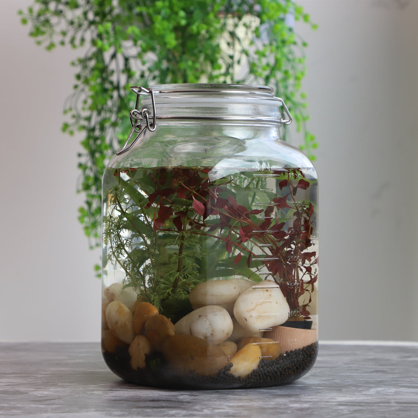 1 Gallon Square Super Wide-Mouth Glass Jars